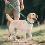 Joytale Reflective Dog Collar, Adjustable Neoprene Padded, Teal L - Image 5