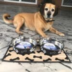 Loving Pets Bella Dog Bowls- Stainless Steel Dog & Cat Bowls - Spill Proof Dog Food Bowl, Cat Bowl, Puppy Essentials & Pet Supplies Great for Home & Travel (Medium 20-35 lbs, Espresso) - Image 5