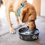 Loving Pets Bella Dog Bowls- Stainless Steel Dog & Cat Bowls - Spill Proof Dog Food Bowl, Cat Bowl, Puppy Essentials & Pet Supplies Great for Home & Travel (Medium 20-35 lbs, Espresso) - Image 7