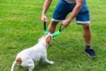 Bull Fit K9 Dog Bite Tug Toy with 2 Strong Handles - Made of Durable & Tear-Resistant French Linen - Perfect for Tug of War, Fetch & Puppy Training - Ideal for Medium to Large Breeds - Image 8
