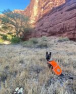 Blaze Orange Dog Vest. Reflective High Visibility in Hunting & Wooded Areas - Image 7
