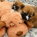 Snuggle Puppy Heartbeat Toy, Calming Comfort, Medium Breeds - Biscuit - Image 6