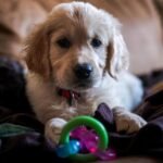Nylabone Puppy Pacifier Chew Toy, Teething Toys for Puppies up to 25 lbs - Image 7
