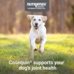 Nutramax Cosequin Joint Supplement for Dogs, Skin & Coat, Soft Chews,120ct - Image 3