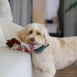 SPOT Gigglers Chicken Dog Toy with Giggle Sound, Textured Plush Tug Toy with Rope Legs, 12" for Small and Medium Dog Breeds - Image 6