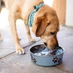 Loving Pets Bella Dog Bowls- Stainless Steel Dog & Cat Bowls - Spill Proof Dog Food Bowl, Cat Bowl, Puppy Essentials & Pet Supplies Great for Home & Travel (Medium 20-35 lbs, Blueberry) - Image 5