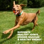 IAMS Proactive Health High Protein Dry Dog Food, Chicken & Beef, 5 lb - Image 4