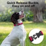 Personalized Dog Collars, Custom Engraved Name and Phone Number - Image 5