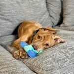 Nylabone Puppy Chew 2-in-1 Teething Freezer Bone Dog Chew Toy, Small - Image 6