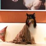 Dogvingpk Dog Towels for Drying Dogs 2 Pack - Super Absorbent Soft Quick Dry Microfiber Pet Bath Towel for Medium & Small Dogs, 36 * 28 Inch Grey and Brown - Image 5