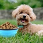 Collapsible Dog Bowls, Travel Dog Cat Water Bowl Portable Foldable Food Dishes with Carabiner Clip for Traveling, Hiking, Walking (Pack of 5) - Image 3