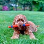 Chuckit! Ultra Fetch Stick Interactive Dog Toy, 12in, All Breeds - Image 2