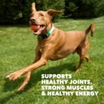 IAMS Proactive Health High Protein Dry Dog Food, Chicken & Beef, 30 lb - Image 4