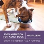 Purina ONE Plus Senior Dry Dog Food, Adult 7+, 8 lb Bag - Image 8