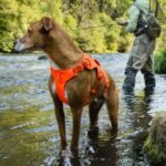 Ruffwear, Web Master Dog Body Harness, River Rock Green, Large/X-Large - Image 6