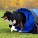 28 in 10 Foot Blue Extra Large Dog Agility Tunnel with Sandbags Dogs - Image 5