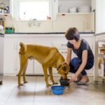 Kytely Large Collapsible Dog Bowls 2 Pack, 34oz Foldable Dog Travel Bowl - Image 6