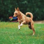 wodoca Dog Tug Toy, Dog Toys for Aggressive Chewers, Strong Squeak Rope Toy - Image 3