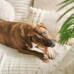 SPOT Bam-Bones Plus T-Bone Dog Chew, Beef, 6in, 30-60 lb Heavy Chewers - Image 13