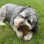 SPOT Bam-Bones Plus T-Bone Dog Chew, Beef, 6in, 30-60 lb Heavy Chewers - Image 16