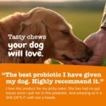 Zesty Paws Probiotics for Dogs - Gut Health Soft Chews, Pumpkin, 90 Ct - Image 5