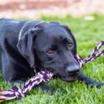SHARLOVY Large Tough Chew Toys for Aggressive Chewers, 9 Pack Dog Rope Toys - Image 6