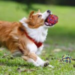 SHARLOVY Large Tough Chew Toys for Aggressive Chewers, 9 Pack Dog Rope Toys - Image 7