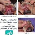 Forticept Hot Spot Treatment and Wound Care Kit for Dogs&Cats |Hotspot Wound Wash Spray 8oz + Wound Care Ointment 4oz + 2" 5 Yards Wound and Paw Bandage Wrap | First Aid Kit - Image 3