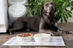 Pearhead Ceramic Dog Bowl - Woof Speckled Pet Food & Water Dish, 20 oz - Image 8