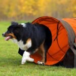 28 in 10 Foot Orange Extra Large Dog Agility Tunnel with Sandbags - Image 6