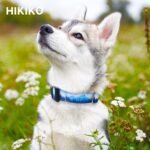 Hikiko Martingale Collar for Dogs with Special Pattern,Adjustable,M - Image 3