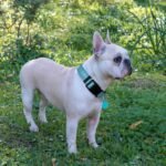 Ladoogo Reflective Dog Collar Padded with Soft Neoprene, Medium, Turquoise - Image 4