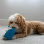 SPOT Gigglers Hedgehog Dog Toy with Giggle Sound | Textured, Plush Shake and Wiggle Hedgehog Giggle Toy for Small and Medium Dog Breeds, Assorted Colors - Image 9