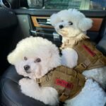 OneTigris Tactical Dog Harness with Handle No-Pull Adjustable for Small Dog - Image 4