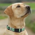 New & Improved Pets First NBA PET Collar Boston Celtics Dog Collar, Size Small Basketball Team Collar for Dogs & Cats. A Shiny & Colorful Dog & Cat Collar Licensed by The NBA - Image 5
