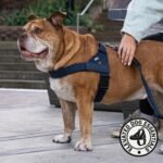 Dog Friendly Co. Dog Harness for Large Dogs, Adjustable (Navy, Large) - Image 4