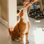 ABSONE Dog Clicker for Training with Wrist Strap, Dog Clicker Trainer Tools - Image 6