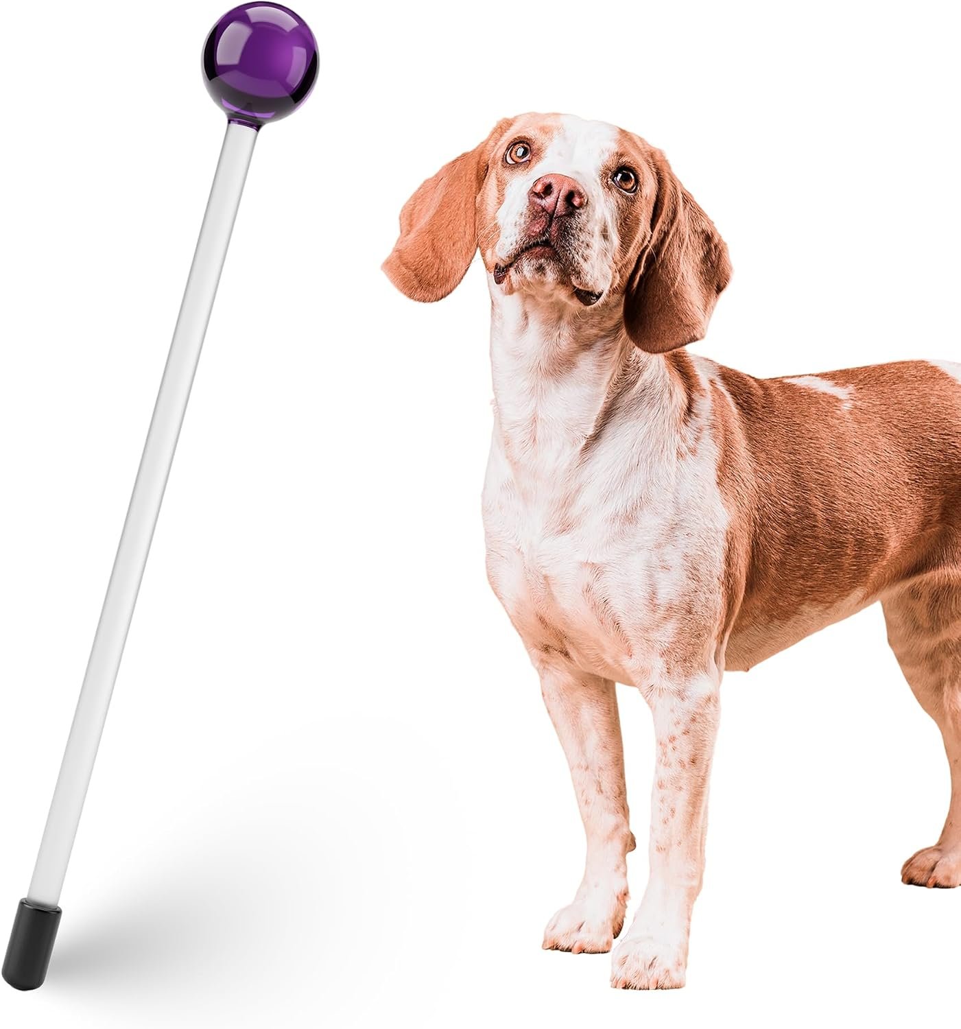 Karen Pryor Clicker Training Lollipop Target Stick – Perfect for Teaching Tricks, Behaviors & Focus with Irresistible Target – Fun & Effective Dog Training Stick with Translucent Handle – 14”, Purple Karen Pryor Clicker Training Lollipop Target Stick – Perfect for Teaching Tricks, Behaviors & Focus with Irresistible Target – Fun & Effective Dog Training Stick with Translucent Handle – 14”, Purple