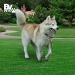 BV Dog Tie Out Cable 25 Feet - Heavy Duty Dog Lead Up to 250 Pounds - Reflective & Rust-Free with Quick Release Swivel Clips & 360° Rotating Clasp - Tangle-Free Dogs Runner for Yard (Grey, Single) - Image 7