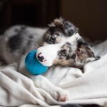 Pet Qwerks Talking Babble Ball - Interactive Chew Dog Toy - Large - Image 5