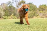 Pet Qwerks Talking Babble Ball - Interactive Chew Dog Toy - Large - Image 6