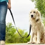 Joytale Dog Leash for Large Dogs that Pull, Double Handle, 6FT, Black - Image 7