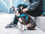 Gooby Escape Free Easy Fit Dog Harness, Step-in, Turquoise, Medium - Image 6