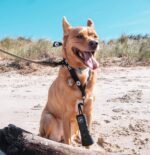 Ultrasonic Dog Bark Deterrent & Behavior Corrector - Stop Barking, Jumping, Aggression Without Yelling -Just Point & Press! Backed by Kevin Harrington from Shark Tank (Bark Begone Classic) - Image 12