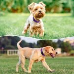 Reflective Dog Collar, Adjustable Nylon for Medium Dogs,Purple - Image 2