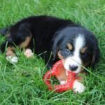 Snuggle Puppy Essentials Starter Kit, Heartbeat Toy & Blanket - Biscuit - Image 7