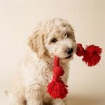 Playology Tug Rope Dog Toys for Medium Dogs - Medium, Beef Scent - Image 3