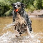 Chuckit! Ultra Ball Dog Fetch Toy, Large 3in, for 60-100lbs Dogs, Floats - Image 3