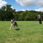 Hi Kiss Dog/Puppy Obedience Recall Training Agility Lead - 15ft 20ft 30ft 50ft 100ft Leash - Great for Play, Camping, or Backyard - Orange - Image 6