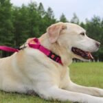 Joytale Martingale Collar for Dogs, Escape Proof No Pull, Hotpink, M - Image 6